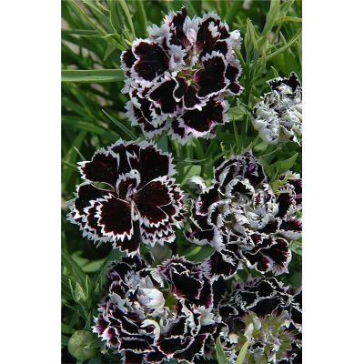 Семена - Гвоздика Черное и Белое, китайская, 0,1 г.