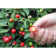 Насіння - Перець гострий Намисто, декоративний, 5 шт.