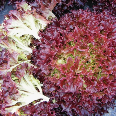 Семена - Салат Першеронская Брюнетка, 500 шт.