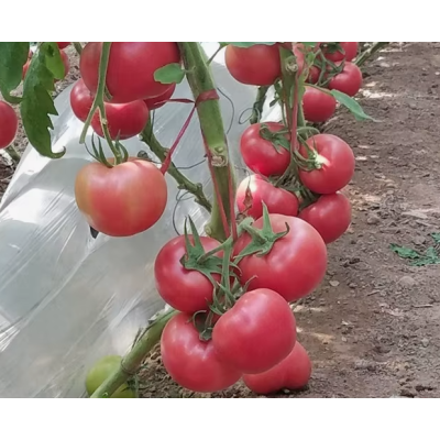Семена - Томат Китайская принцесса, 0,1 г.