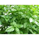 Насіння - Економ пак. - Базилік Тонус, 3 г.