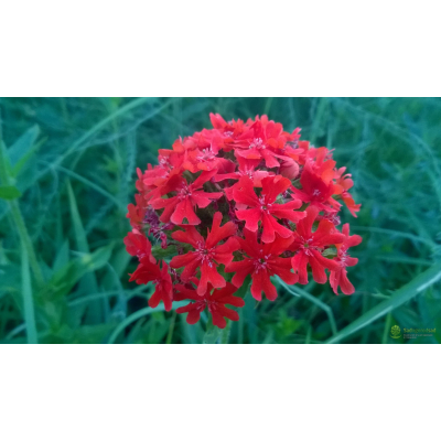 Семена - Лихнис Везувий, 0,25 г.