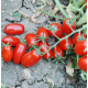Насіння - Томат Брісколіно F1, United Genetics (Італія), 10 шт.