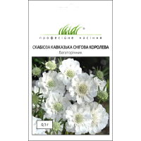 Семена - Скабиоза Снежная Королева, кавказская, W.Legutko (Польша), 0,1 г.