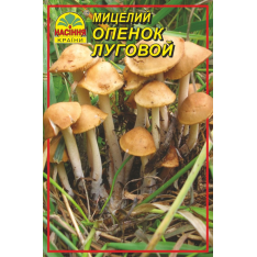 Міцелій (зерновий) - Опеньок Луговий, 10 г.