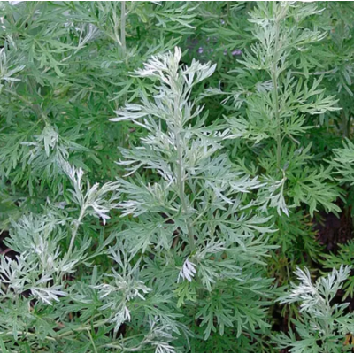 Семена - Полынь Лекарственная, Satimex (Германия), 0,1 г.