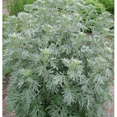 Семена - Полынь Лекарственная, Satimex (Германия), 0,1 г.