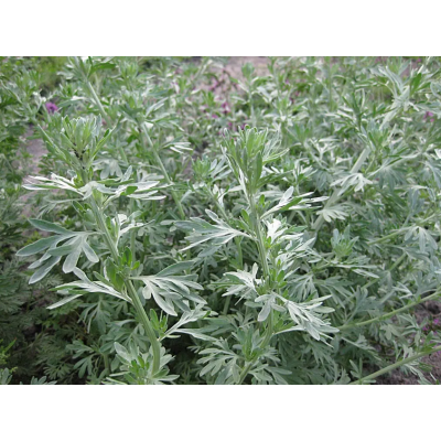 Семена - Полынь Лекарственная, Satimex (Германия), 0,1 г.
