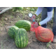 Семена - Арбуз Топ Мара F1, United Genetics (Италия), 8 шт.