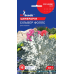 Семена - Цинерария Сильвер Фоллс, 0,1 г.
