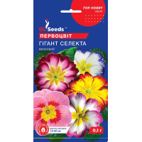 Насіння – Первоцвіт Гігант селекта, 0,1 г.