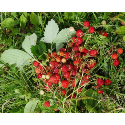 Семена - Земляника Ренессанс, ремонтантная, 0,1 г.