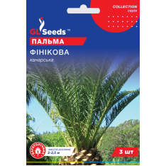 Насіння – Пальма Фінікова, канарська // 3 шт. Насіння – Пальма Фінікова, канарська // 3 шт.
