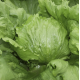 Насіння - Салат Іванкар, айсберг, Wing Seed (Нідерланди), 30 шт.