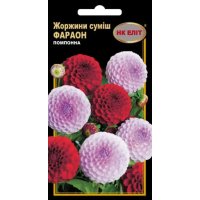 Насіння - Жоржина Фараон, помпонна, суміш, 0,3 г.