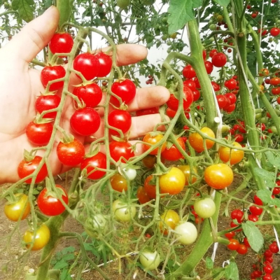 Семена - Томат Свит 100 коктейль, 25 шт.