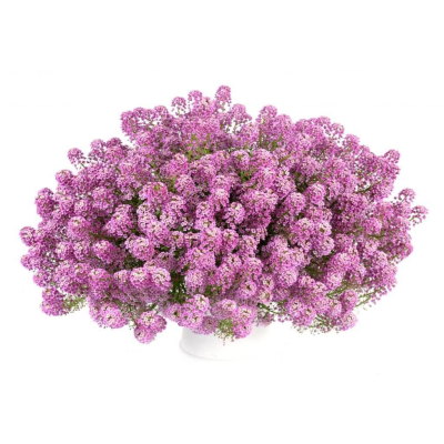 Семена - Алиссум Горная сказка, розовый, 0,1 г.