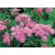 Семена - Агератум Розовая королева, 0,1 г.