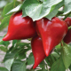 Семена - Перец сл. Шапка гнома, 0,2 г.