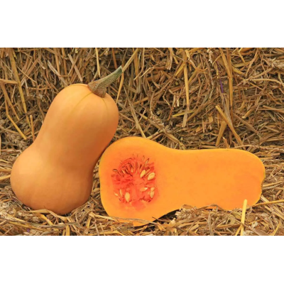 Насіння - Гарбуз Баттернат, United Genetics (Італія), 2 г. Насіння - Гарбуз Баттернат, United Genetics (Італія), 2 г.