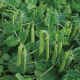 Семена - Горох Муцио, Syngenta (Нидерланды), 5 г.