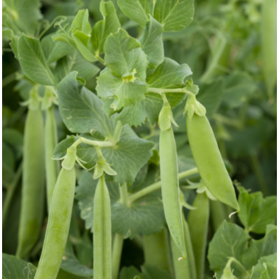 Семена - Горох Грунди, Syngenta (Нидерланды), 5 г.