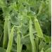 Семена - Горох Грунди, Syngenta (Нидерланды), 5 г.
