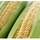 Насіння – Кукурудза Оверленд F1, цукрова, Syngenta (Нідерланди), 20 шт.