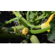 Семена - Кабачок Карамболь F1, United Genetics (Италия), 5 шт.