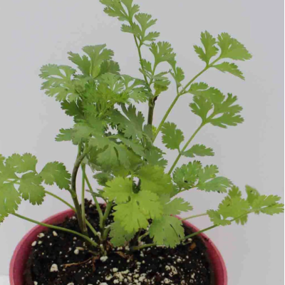 Семена - Кориандр (цилантро) комнатный, Wing Seed (Нидерланды), 2 г.