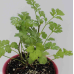 Семена - Кориандр (цилантро) комнатный, Wing Seed (Нидерланды), 2 г.