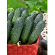 Семена - Огурец Комнатный F1, 0,25 г.