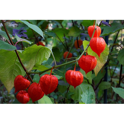 Семена - Физалис декоративный, 0,05 г.