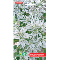 Семена - Молочай (невеста), 0,5 г.