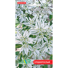 Насіння - Молочай (наречена), 0,5 г. Насіння - Молочай (наречена), 0,5 г.