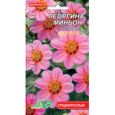 Насіння - Жоржина Міньйон рожева, 0,15 г. Насіння - Жоржина Міньйон рожева, 0,15 г.