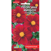 Насіння - Жоржина Міньйон пурпурова, 0,15 г.