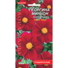 Насіння - Жоржина Міньйон пурпурова, 0,15 г. Насіння - Жоржина Міньйон пурпурова, 0,15 г.