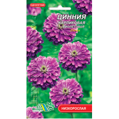 Насіння - Майорці Фіолетові, карликові, 0,2 г. Насіння - Майорці Фіолетові, карликові, 0,2 г.