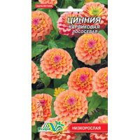 Семена - Цинния Лососевая, карликовая, 0,2 г.