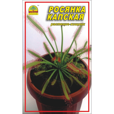 Семена - Росянка капская, 5 шт.