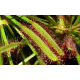 Насіння - Росичка капська, 5 шт.