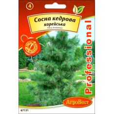 Насіння - Сосна кедрова Корейська //, 5 шт.