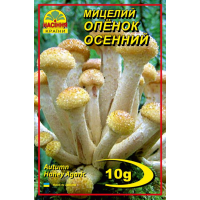 Міцелій (зерновий) - Опеньок осінній, 10 г.
