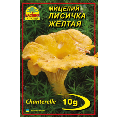 Міцелій (зерновий) - Лисичка жовта, 10 г.