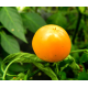 Насіння - Перець гострий Міні Гогошар, помаранчевий, 0,05 г.