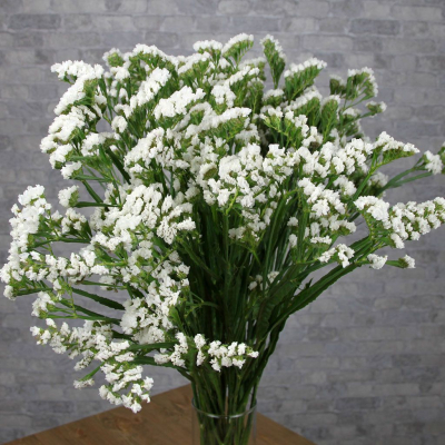 Семена - Статица Суприм вайт, 0,1 г.