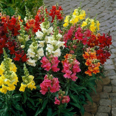 Семена - Львинный зев Монако, крупноцветковая смесь //, 0,25 г.