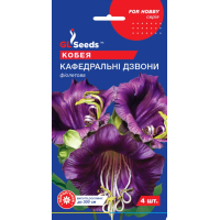 Насіння - Кобея Кафедральні дзвони, 4 шт.