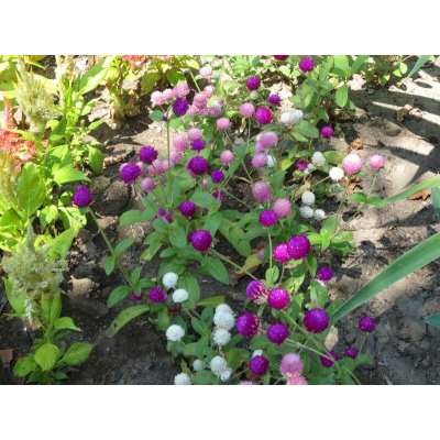 Семена - Гомфрена Земляничная поляна, 0.1 г.